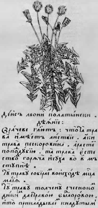 Страница из русского рукописного травника 17 века
