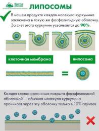 Витамины для памяти и мозга Липосомальный куркумин Ресвератрол БАД Nutricare Liposomal 60 капсул