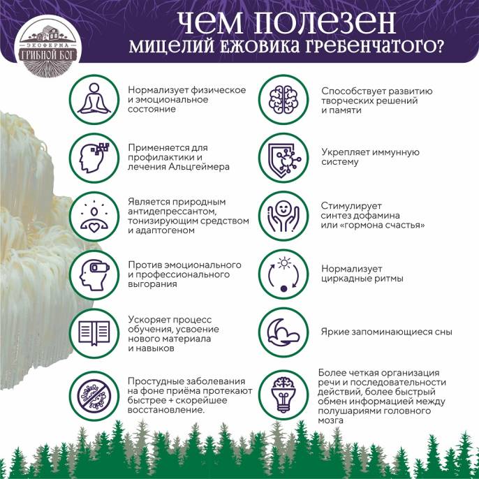 Ежовик гребенчатый мицелий Грибной бог 200г